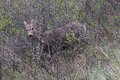 Deer at Fish Creek