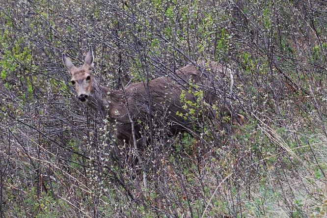 Deer at Fish Creek