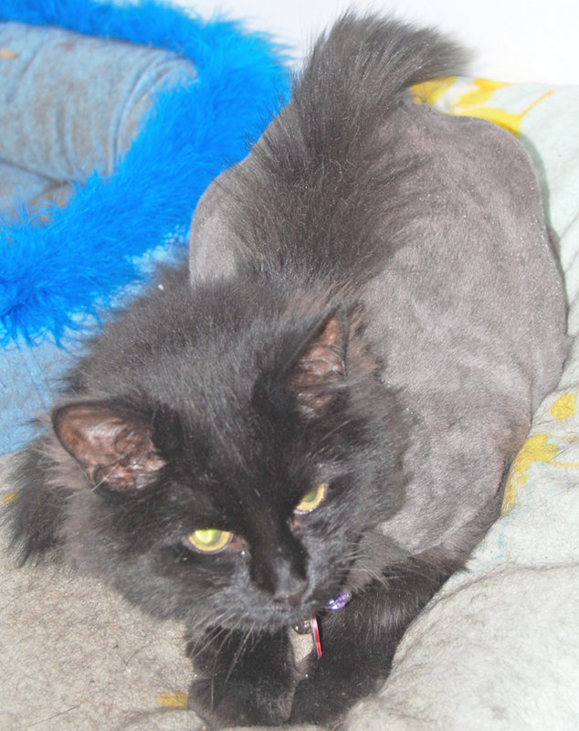 Kiara with a mohawk!