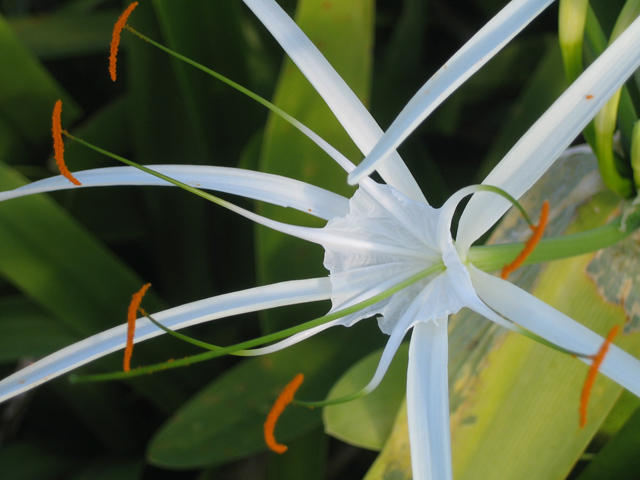 Exotic Flower