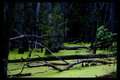 permanent inundation