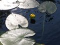 Reflection