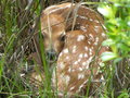 You can't see me!