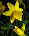 Daffodil