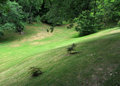 Green Scene