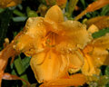 Day Lily