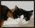 Patches