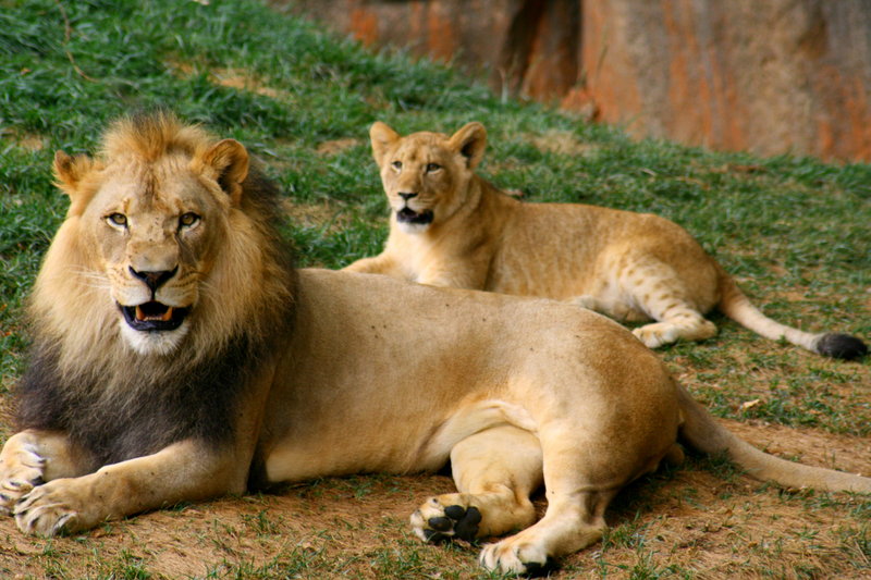 Majestic