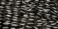 Bait Fish