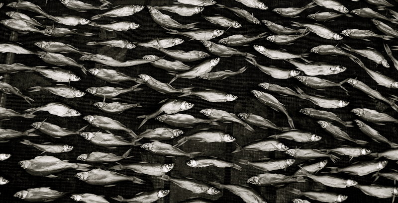 Bait Fish