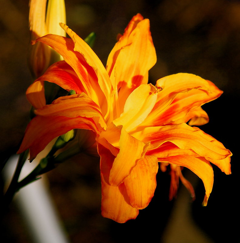 Fire Lily