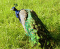 The peacock