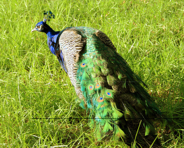 The peacock