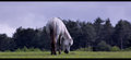 White mare 