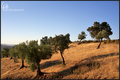 Spanish olive trees