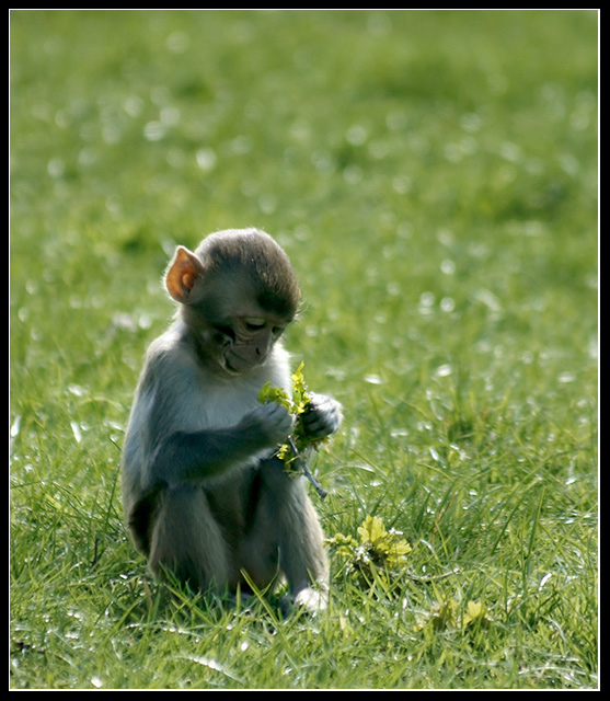 Contemplation
