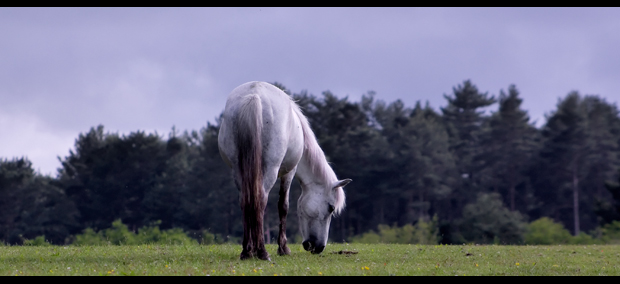 White mare 