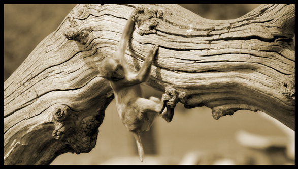 The Acrobat
