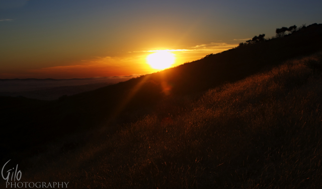 Fields of  Gold 