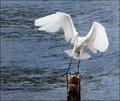 Tap Dancing Egret