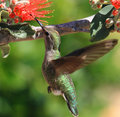 Spring Hummer