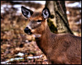 Losson park deer