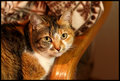 Kitty Cat