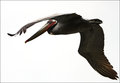 Pelican on white