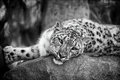 Snow leopard