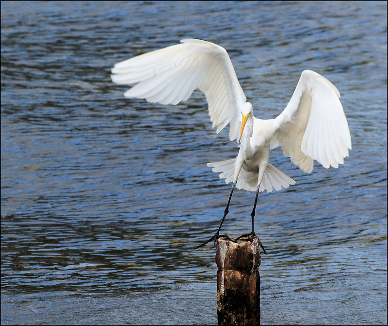 Tap Dancing Egret