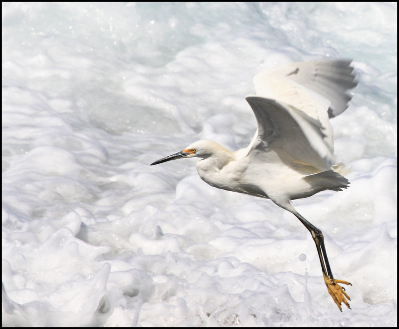 Hopping along the ocean