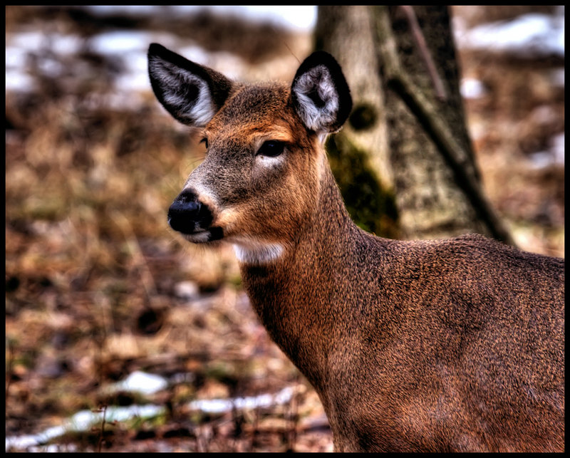 Losson park deer