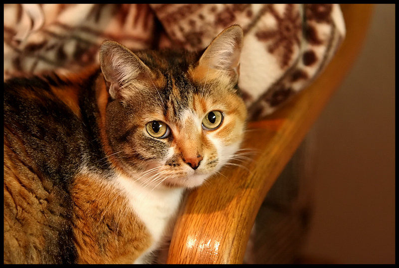 Kitty Cat