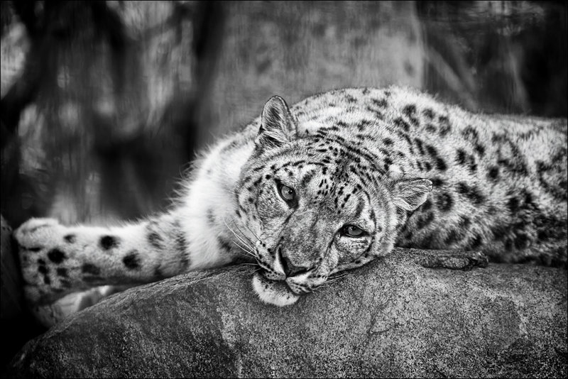 Snow leopard