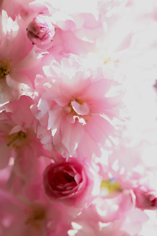 pink.jpg
