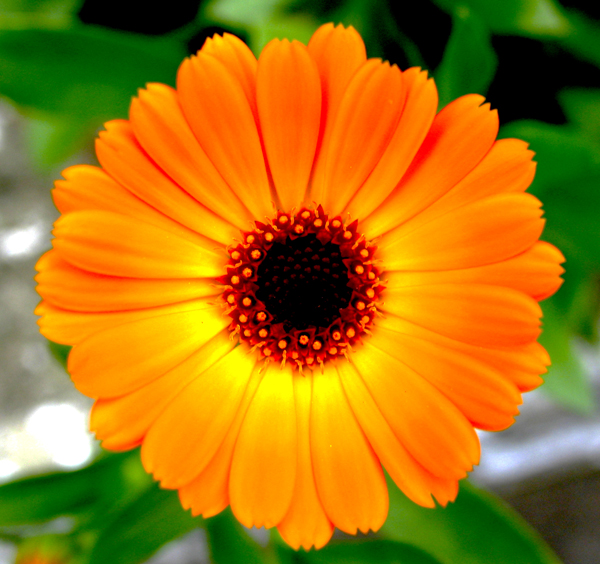 calendula burst.jpg