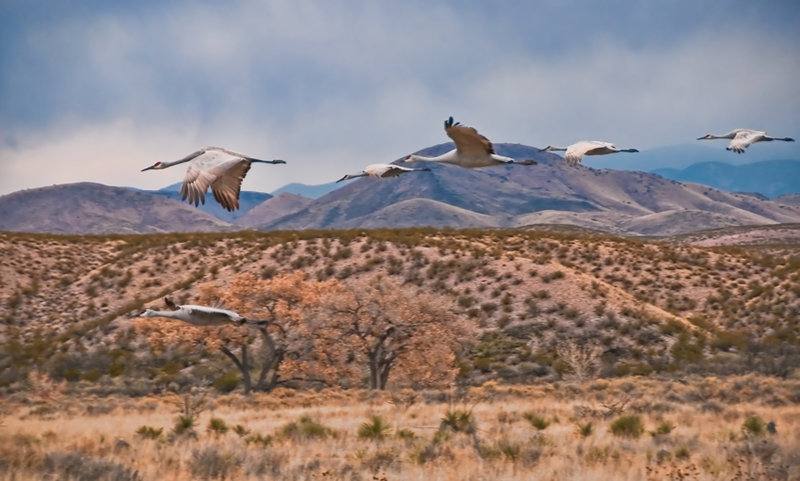 cranes1670.jpg