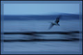 twilight pelican.jpg