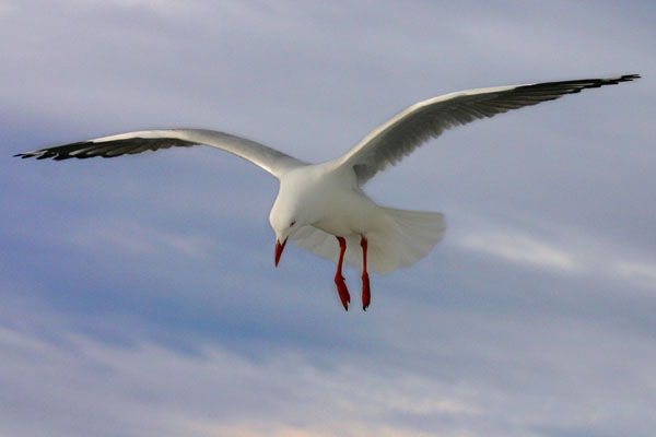 seagull.jpg