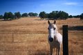 A horse in the valley of hills