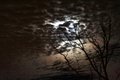 Tree reaching out for the moon