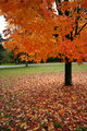 A colorful fall