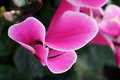 Close to the color of rose