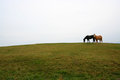 Horses on a hill