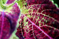 leafy
