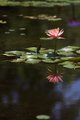 Lonely flower