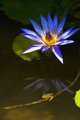 Mirrored flower