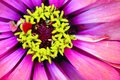 Closeup to beauty