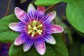 Magic flower
