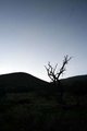 Desolate tree